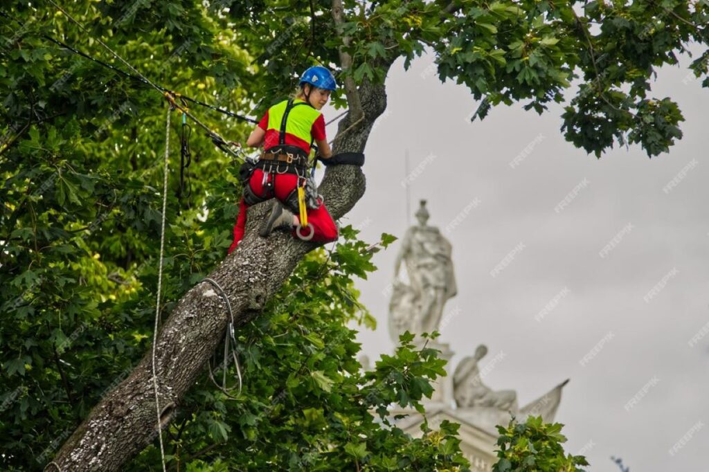 Arborist Chatswood