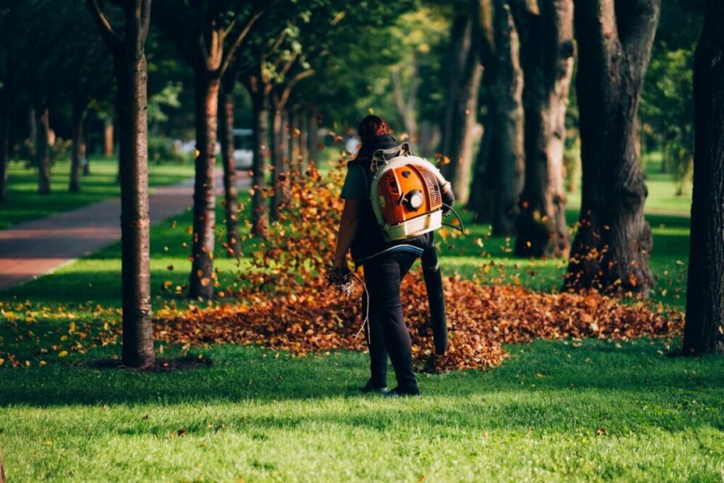Arborist Chatswood